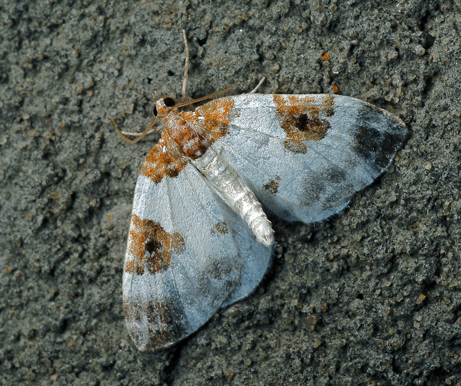 Plemyria rubiginata - Пяденица-цидария двухцветная