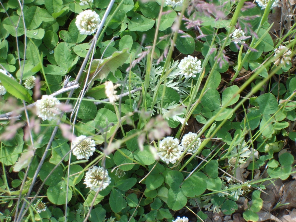 Trifolium repens - Клевер ползучий, белый