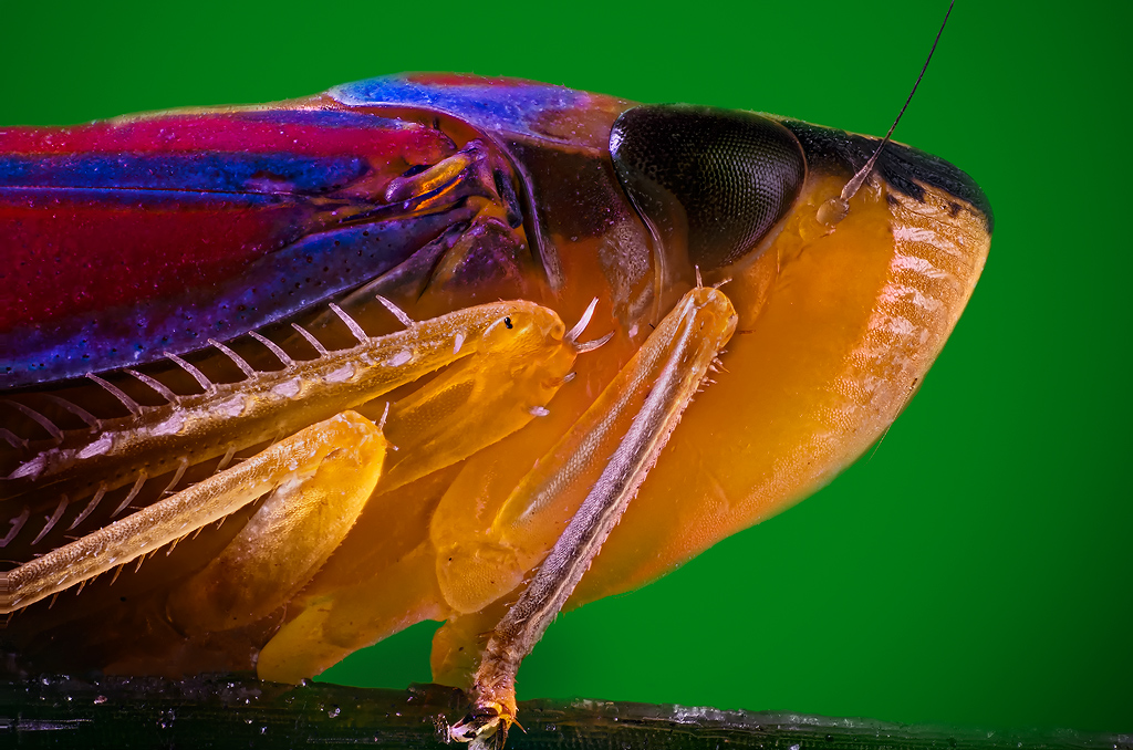 Graphocephala coccinea