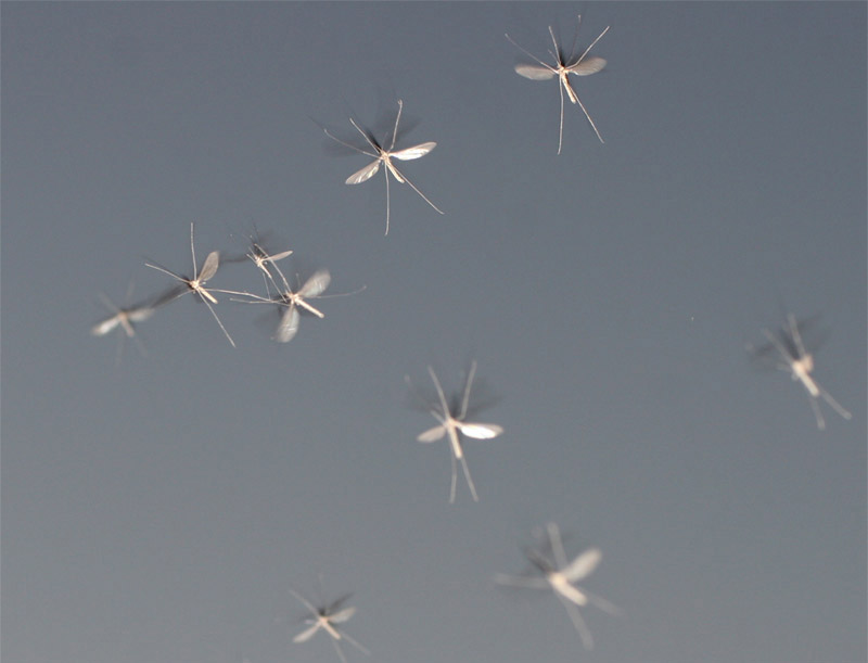 Роение зимних комариков Trichocera sp.