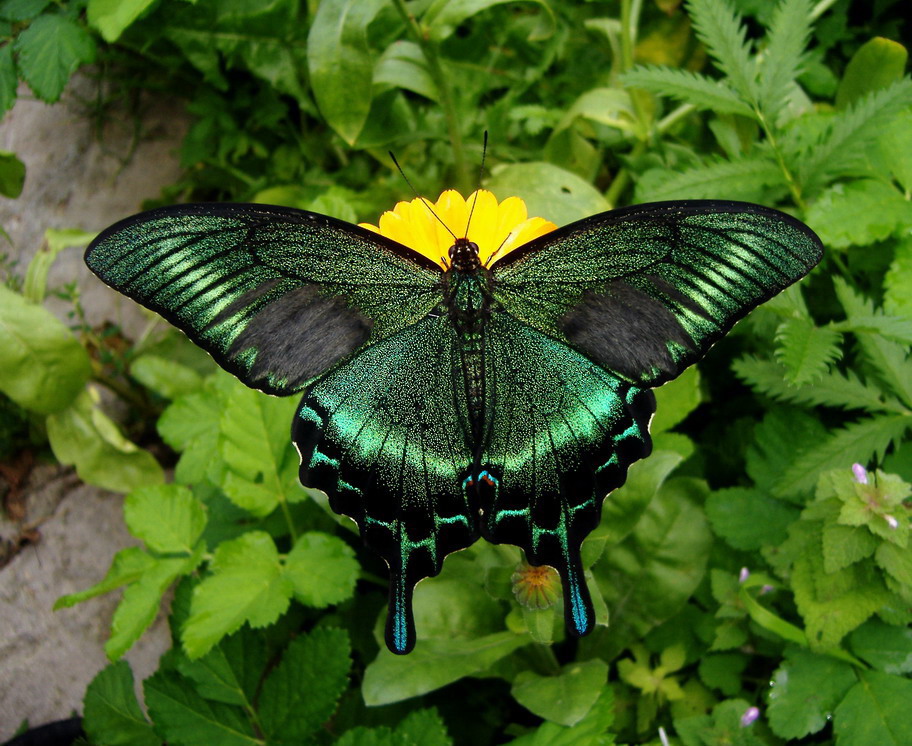 Бабочка зеленого цвета название и фото