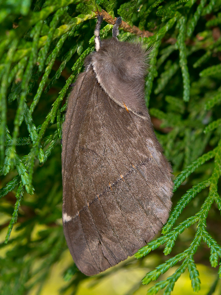 Pseudodirphia peruviana