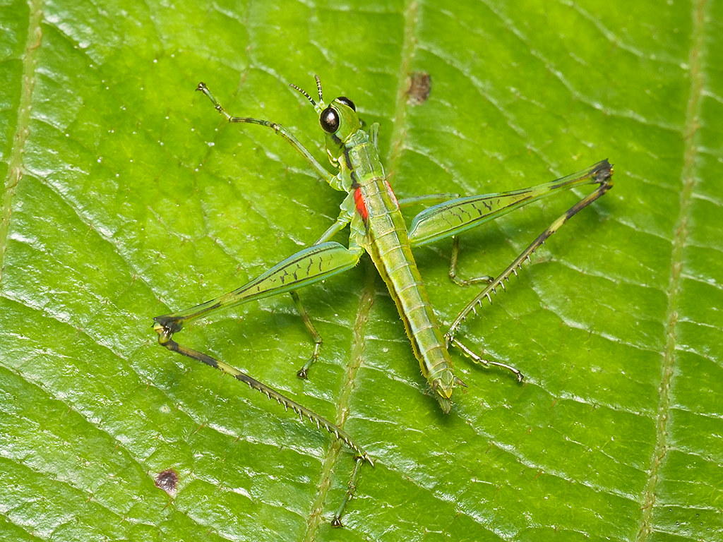 Beomastax equatoriana