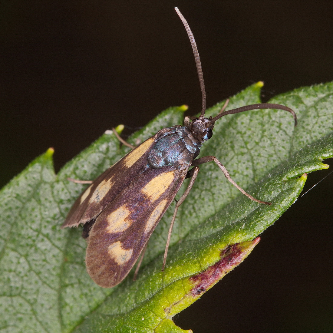 Balataea octomaculata