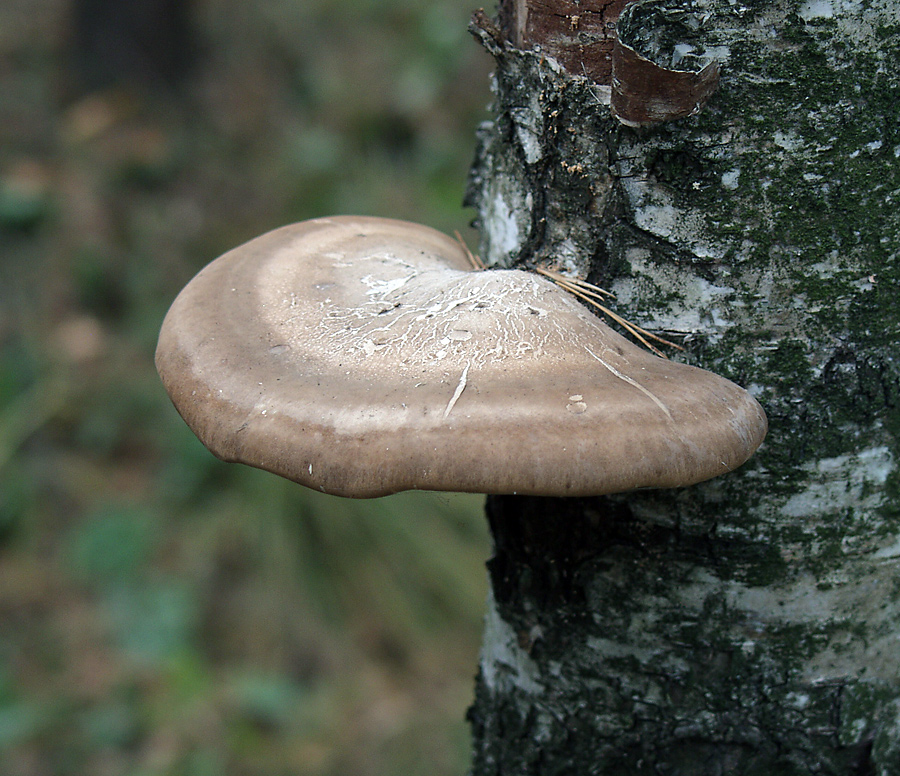 Пластинчатый гриб на дереве. Гриб трутовик березовый. Пиптопорус берёзовый трутовик. Трутовик берёзовый трутовики. Piptoporus betulinus.