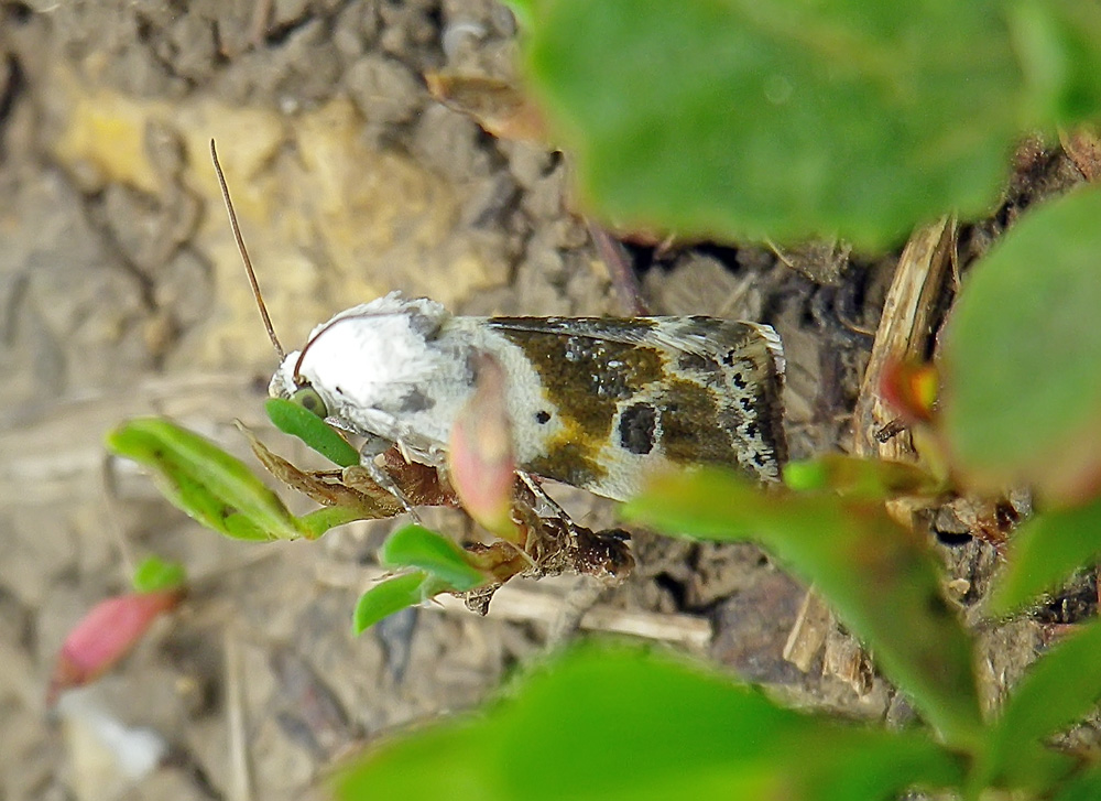Ponometia candefacta - Совка амброзиевая