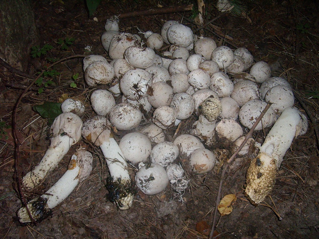 Веселки грибы лечение