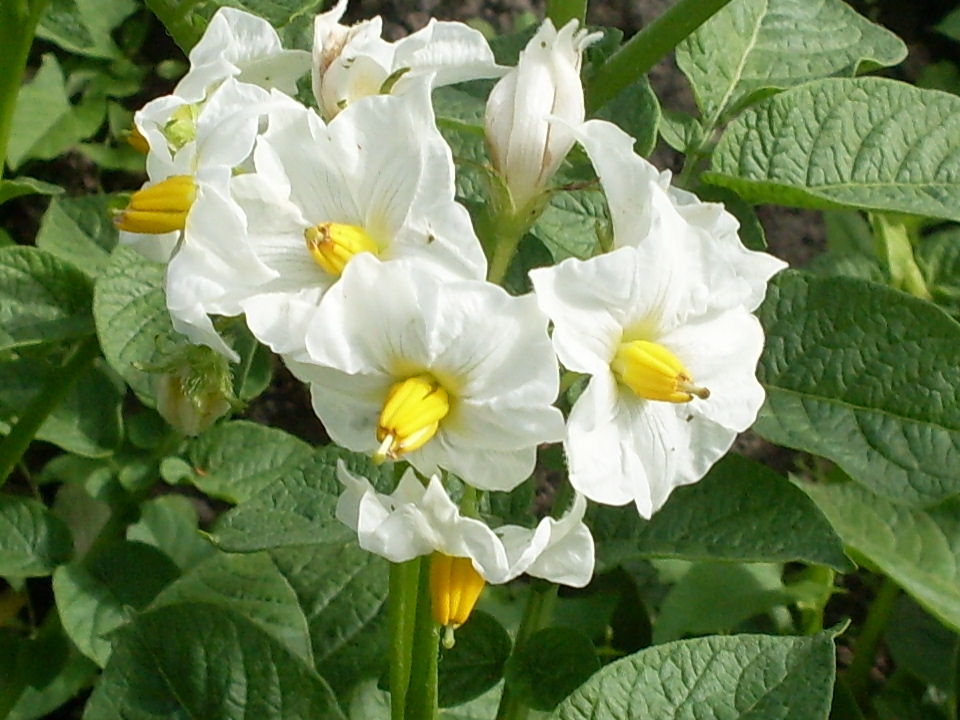 Solanum tuberosum - Картофель, или Паслён клубненосный