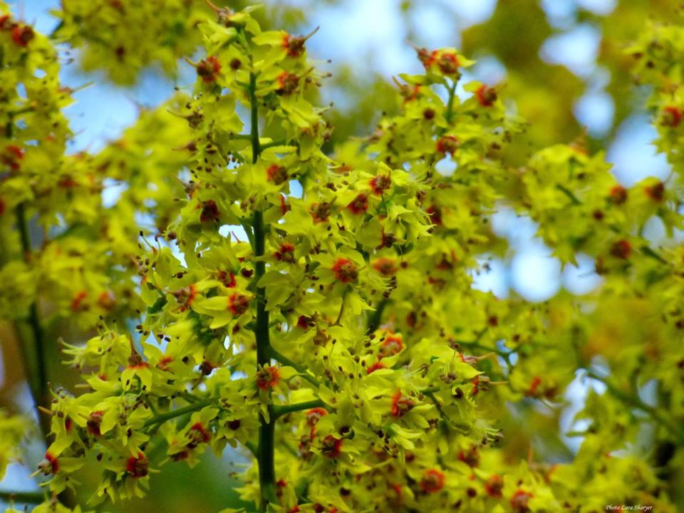 Koelreuteria paniculata - Кёльрейтерия метельчатая