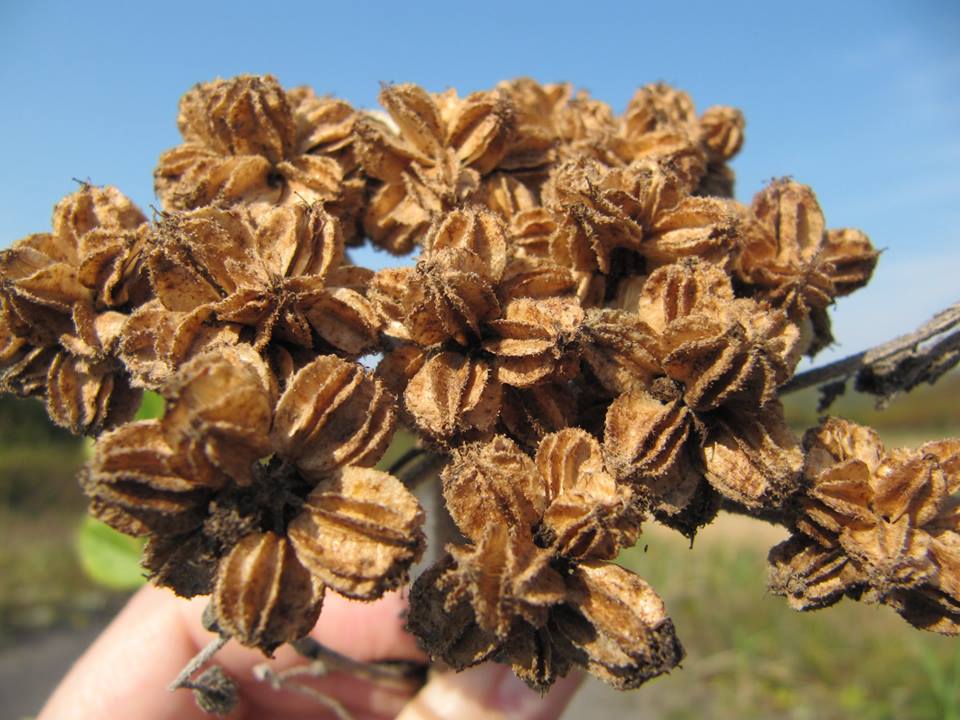 Glehnia littoralis - Гления прибрежная