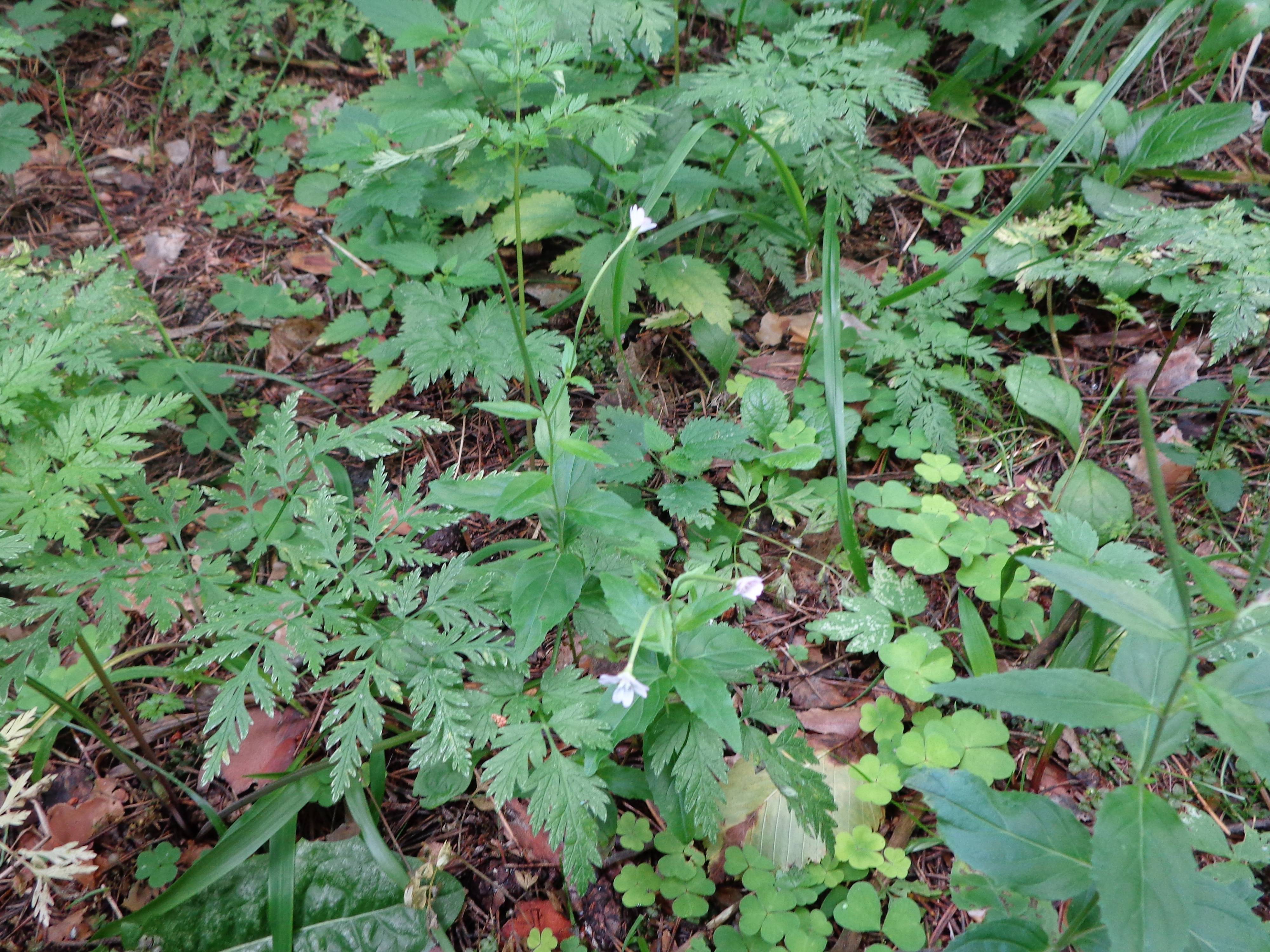Epilobium montanum - Кипрей горный