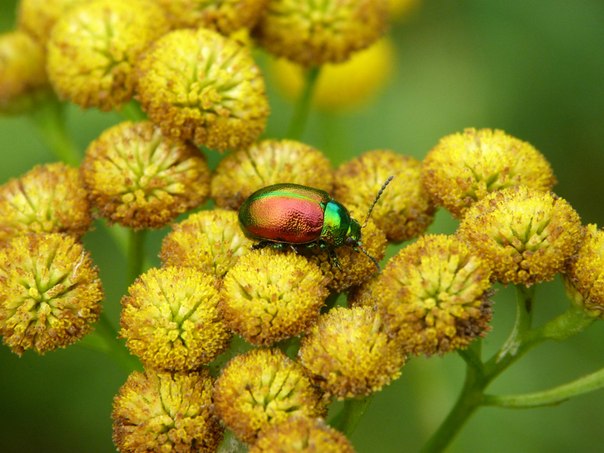 Tanacetum vulgare - Пижма обыкновенная