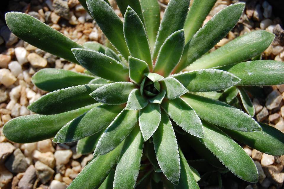 Saxifraga paniculata - Камнеломка метельчатая