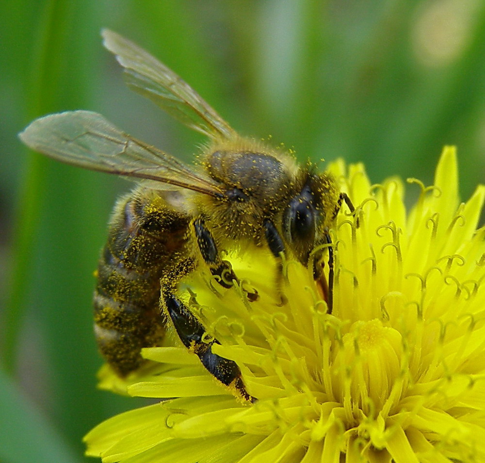 Погода в пчела. Пчела АПИС Меллифера. Медоносная пчела. Пчеловодство. Пчела медоносная домашняя (APIS mellifera Linnaeus). Пчелы медоносные обычные.