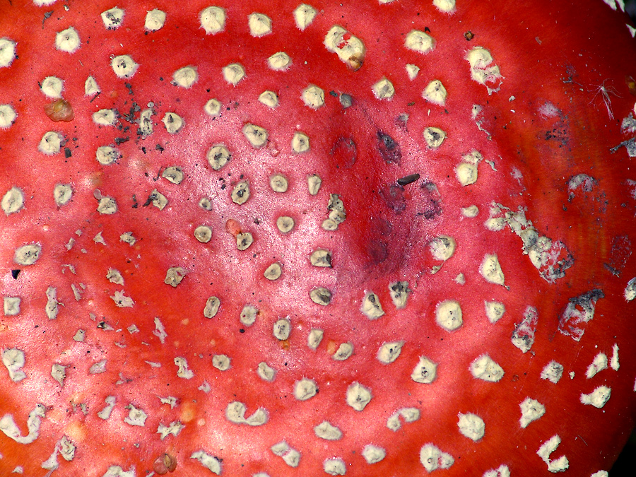 Amanita muscaria - Мухомор красный
