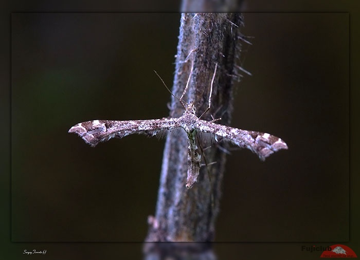 Бабочка-пальцекрылка (Pterophoridae)