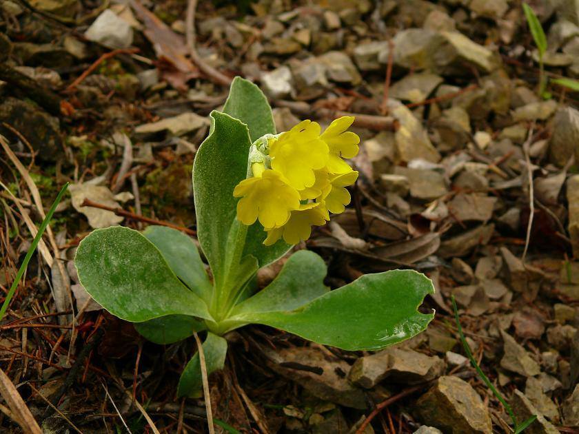 Primula auricula - Первоцвет ушковидный