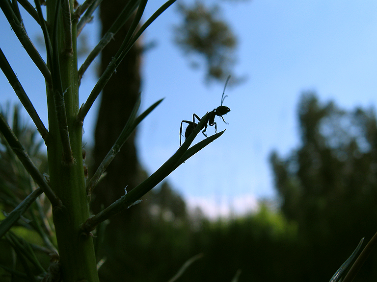 На закате (Camponotus vagus)