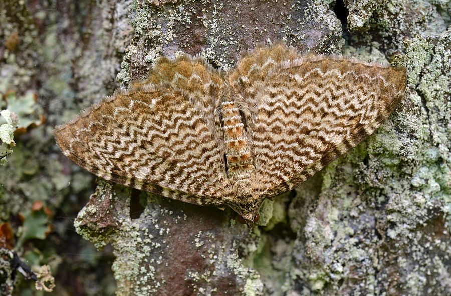 Hydria undulata - Пяденица волнистая