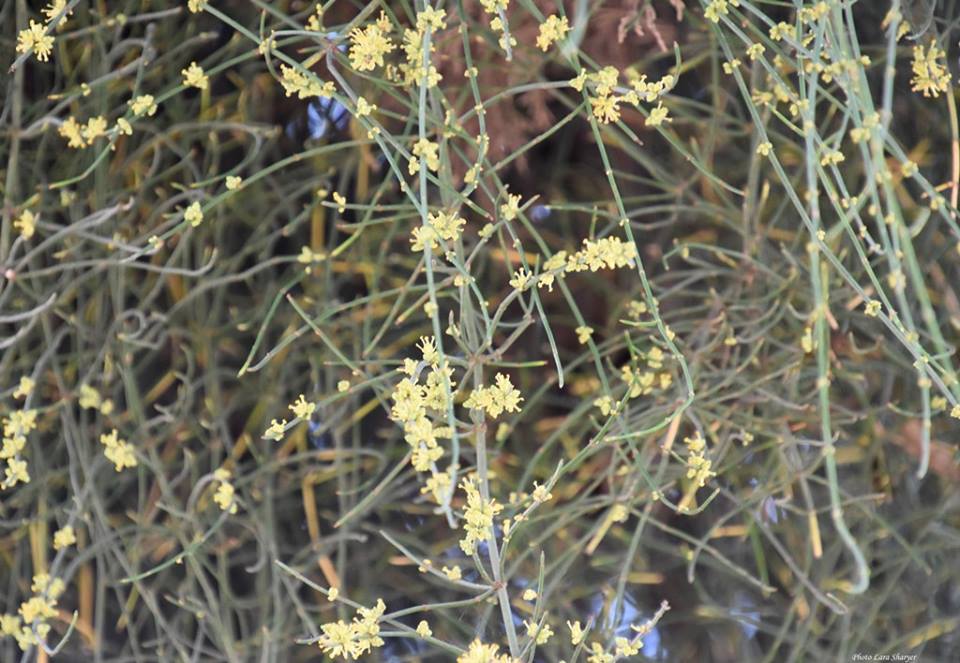 Ephedra aphylla - Эфедра безлистая
