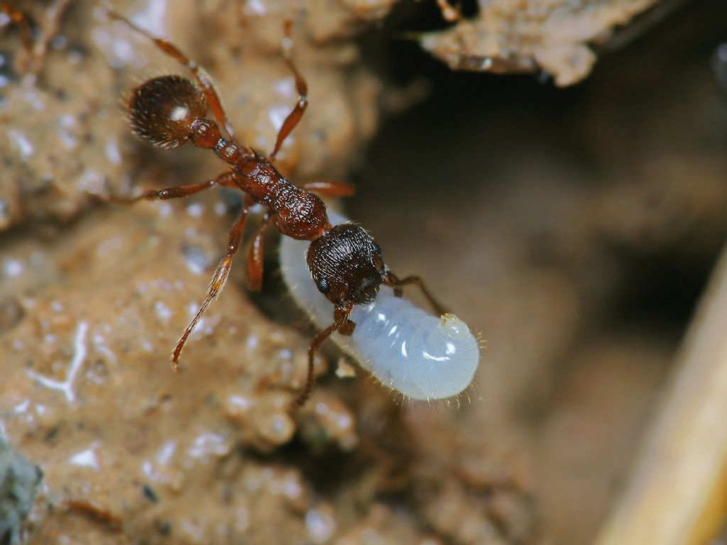 Куколки муравьев. Мирмика СП. Яйца личинки куколки муравьев. Муравьи няньки. Куколки муравьев муравьиные яйца.