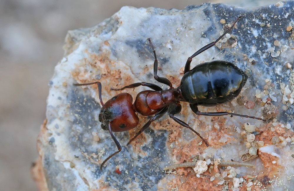Camponotus ruber