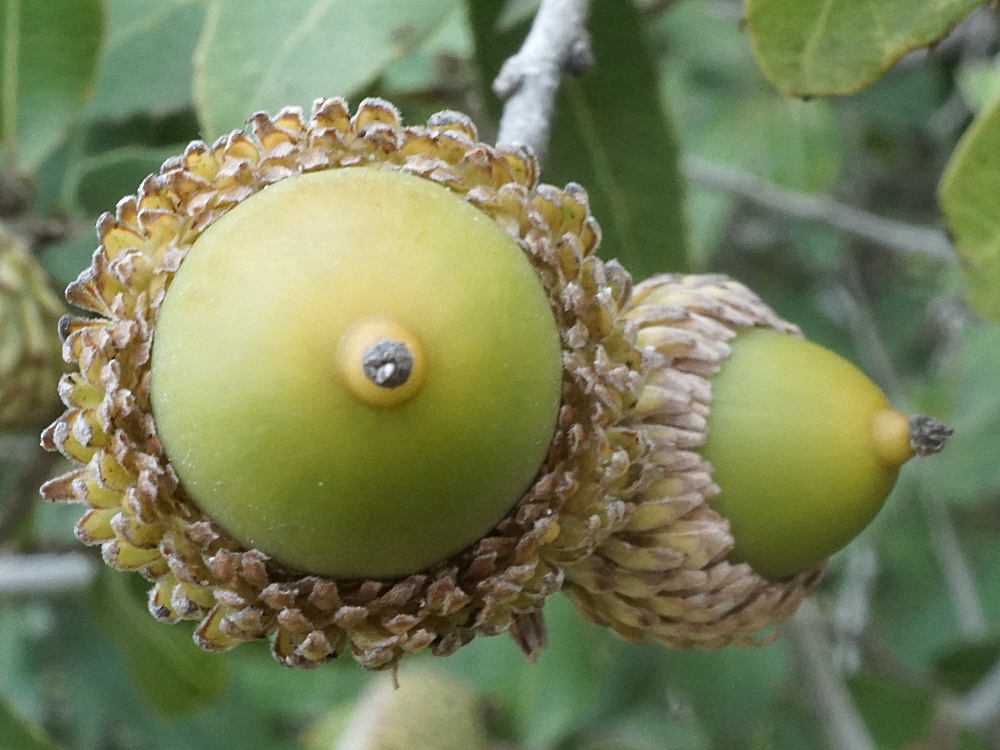 Quercus calliprinos - Дуб калепринский, Дуб палестинский