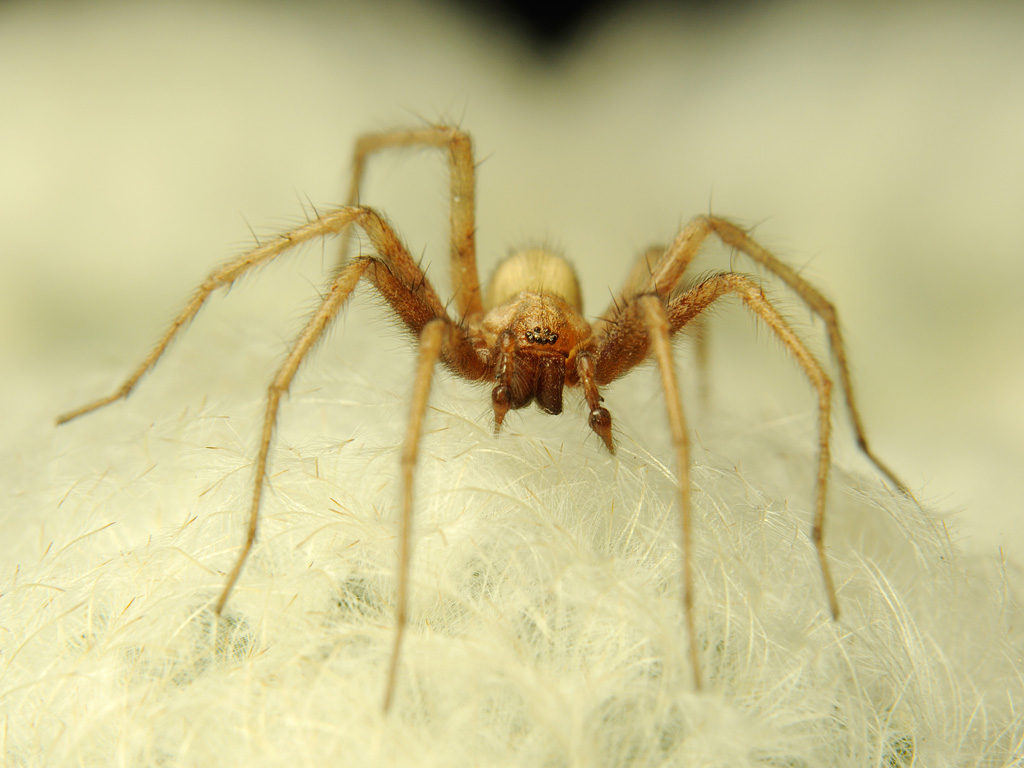 Tegenaria domestica - Домовый паук