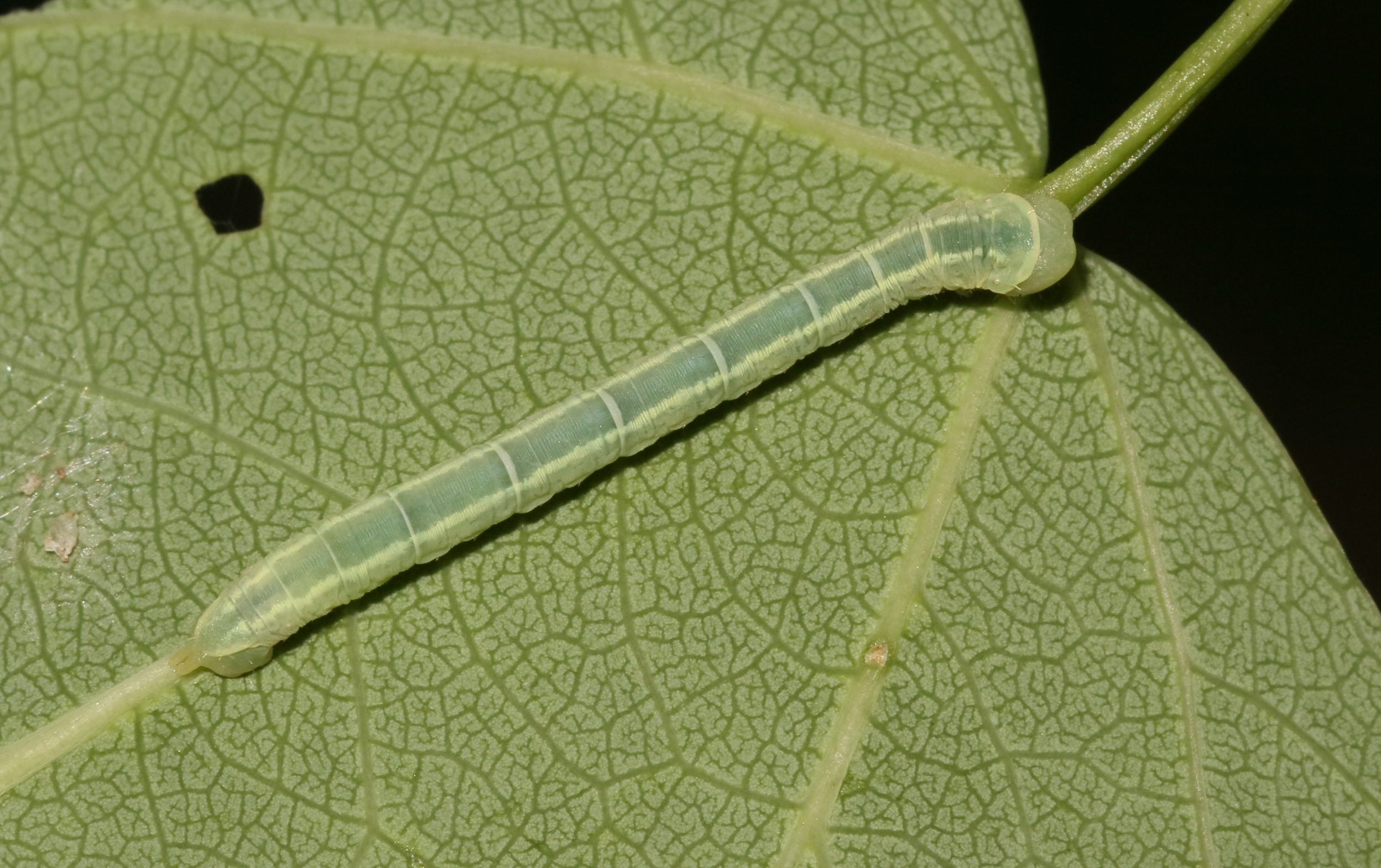 Lobophora halterata - Пяденица лопастная ивовая (серая)
