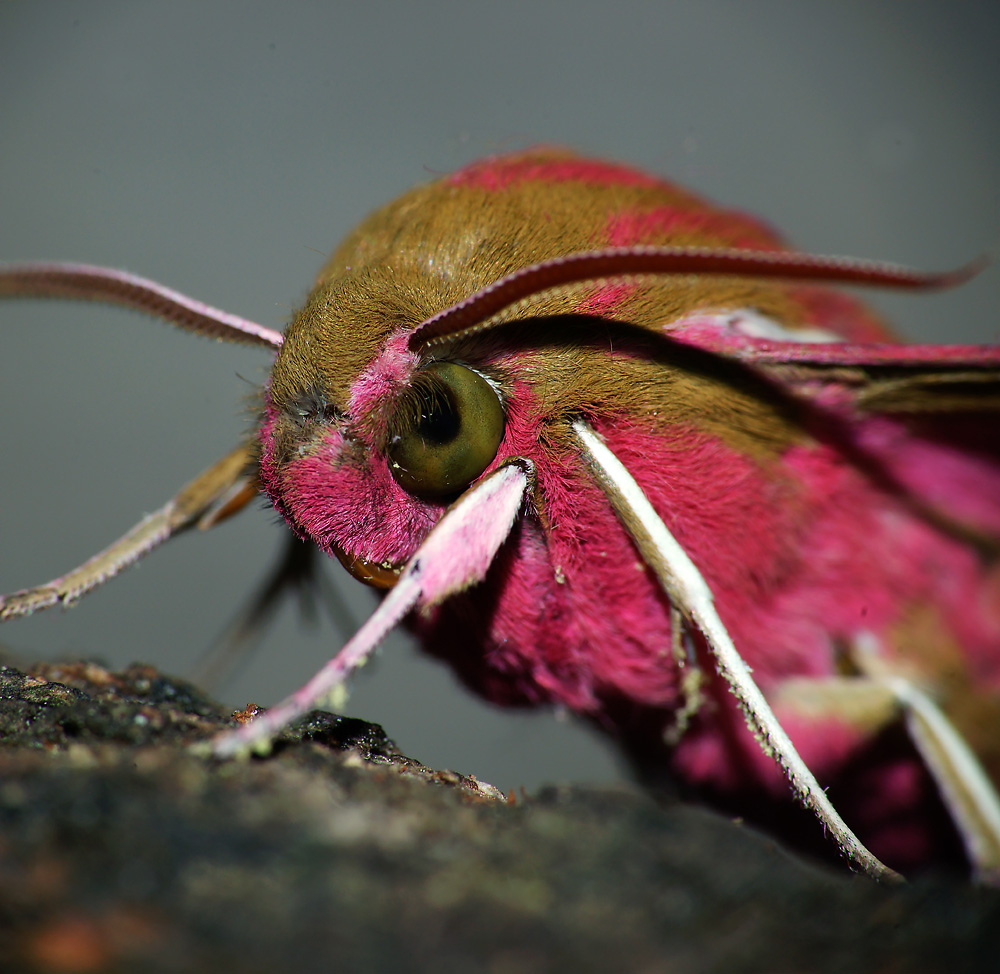 Винный бражник гусеница и бабочка фото и описание