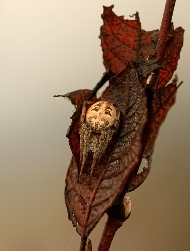 Larinioides cornutus - Крестовик роговой