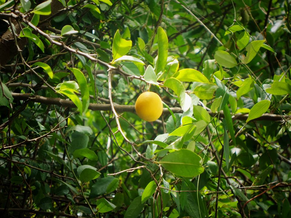 Citrus japonica - Цитрус японский, Кумкват