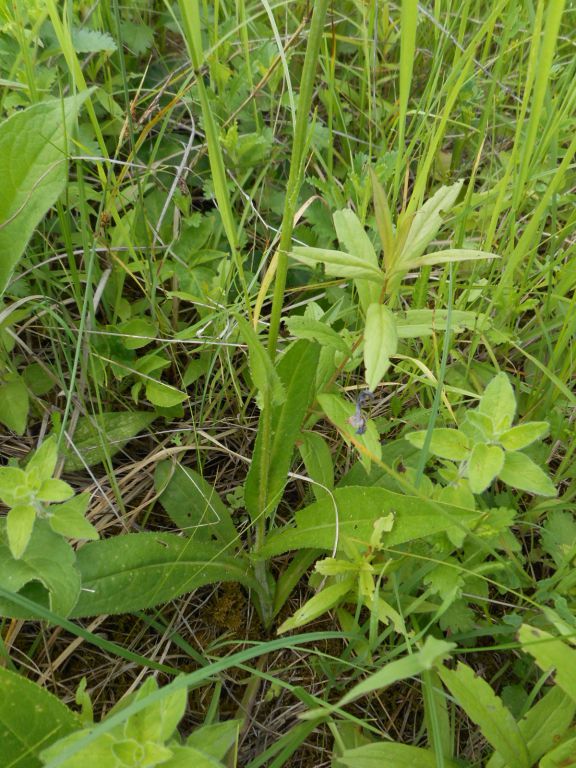Cirsium pannonicum - Бодяк венгерский
