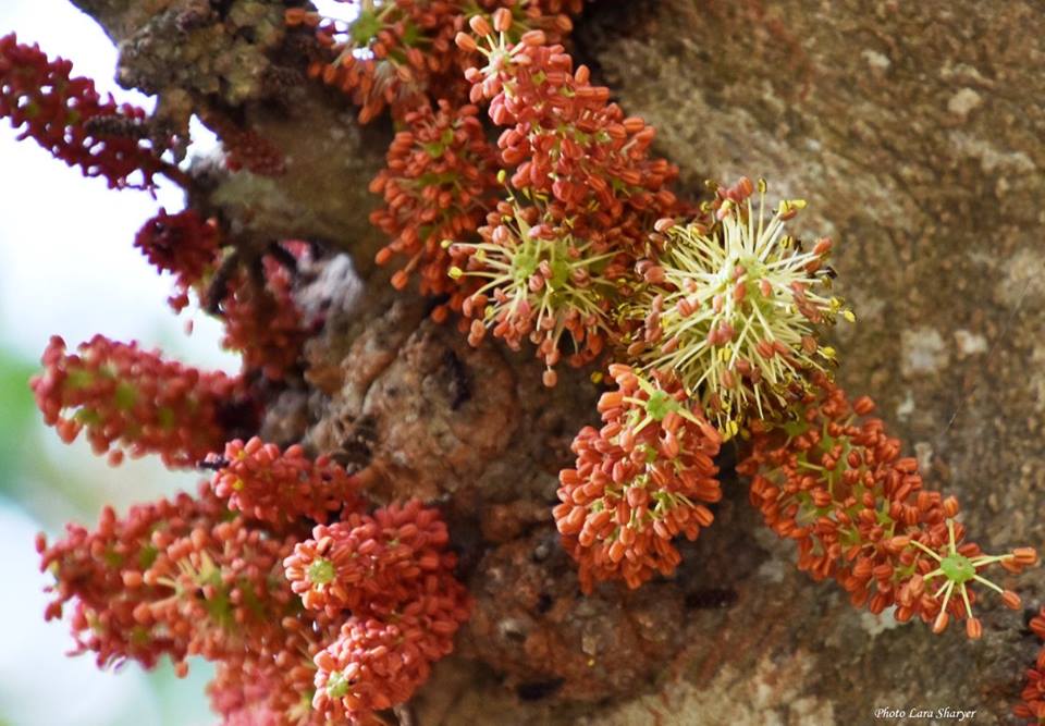 Ceratonia siliqua - Рожко́вое де́рево, Цератония стручковая, цареградские стручки