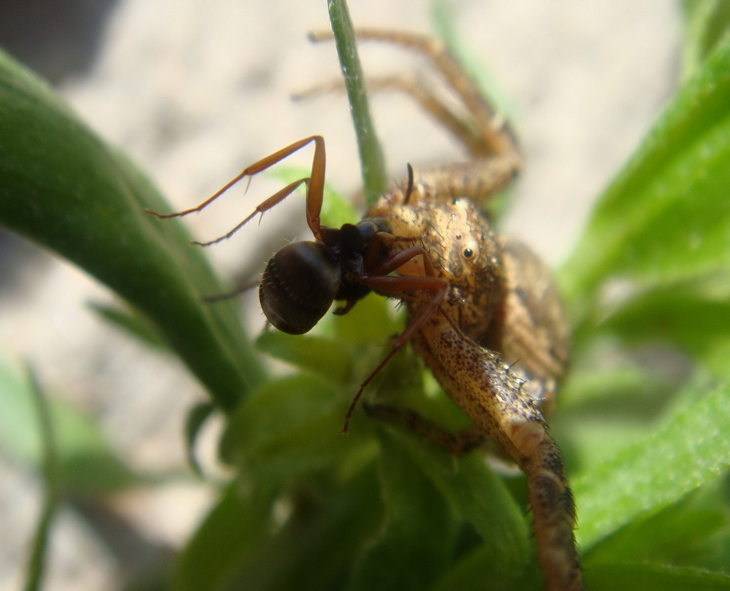 Бабочка муравей паук. Паук Xysticus SP. Паук ест муравья. Паук поедающий муравьев. Пауки едят муравьев.