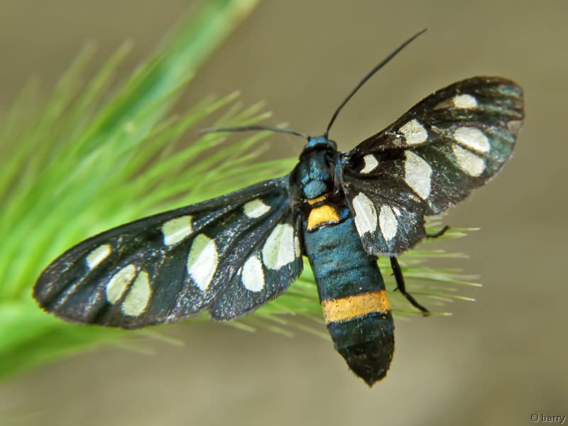 Amata nigricornis - Лжепестрянка нигрикорнис (черноусая)