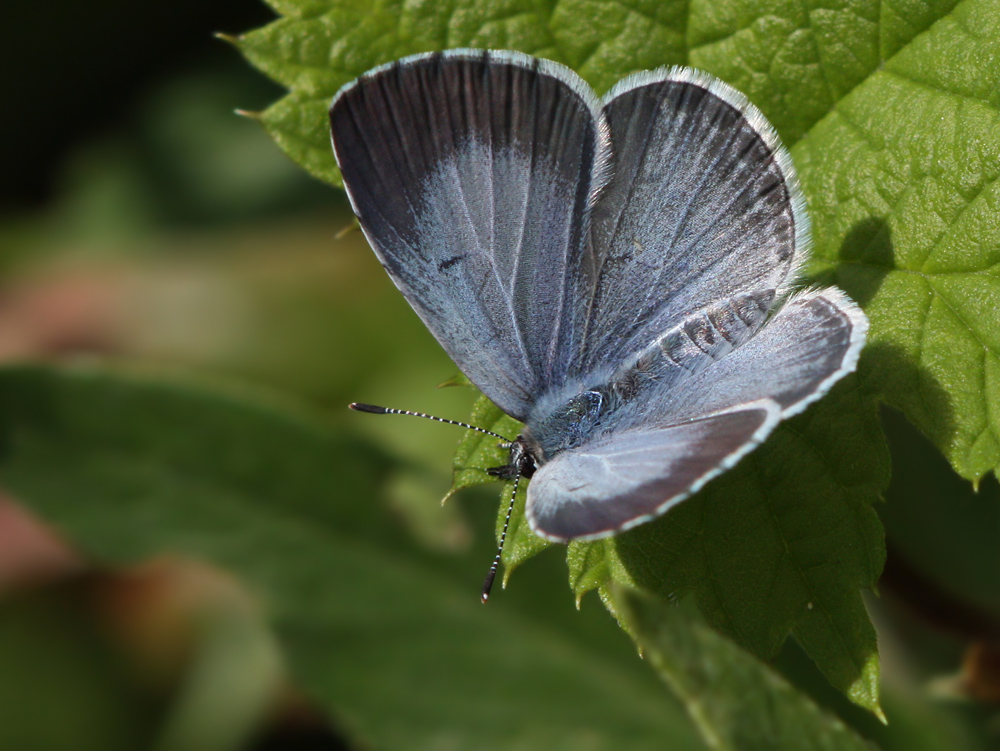 Голубянки чудесной shijimiaeoides divina. Голубянка крушинная. Голубянка крушинная бабочка. Celastrina argiolus. Голубянка Весенняя бабочка.