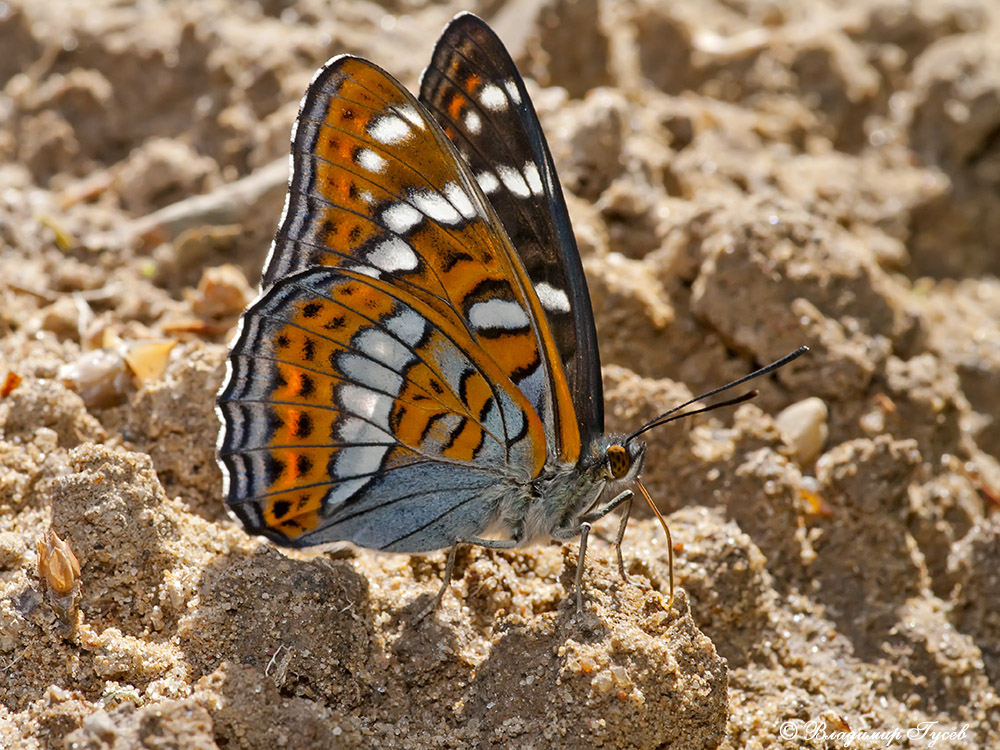 Ленточник тополевый. Бабочка Limenitis Arthemis. Ленточник и Монарх.