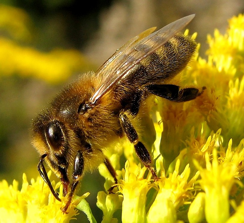 Что используют пчелы. Пчела АПИС Меллифера. Медоносная пчела. Медоносная пчела APIS mellifera. Мегрельская пчела.