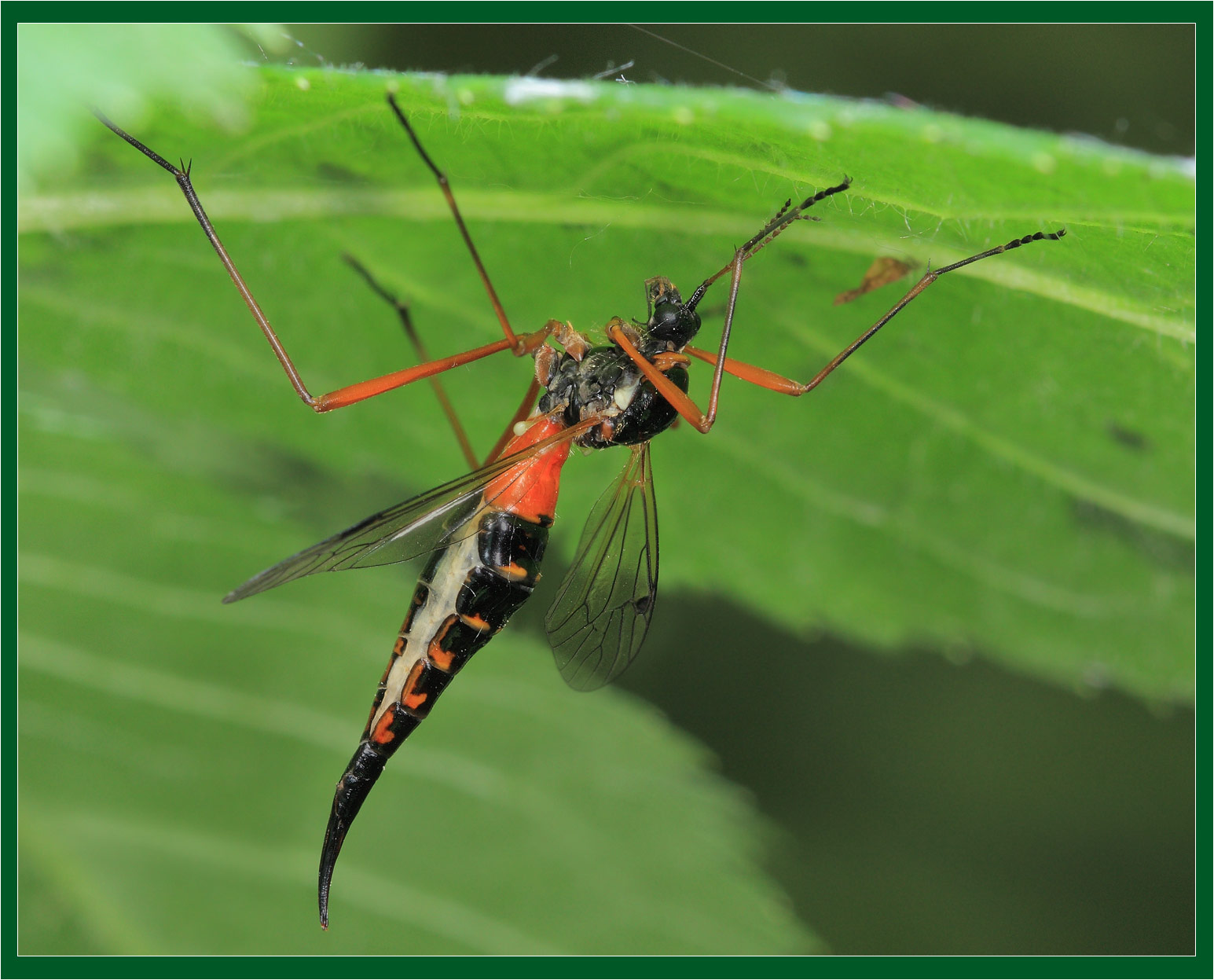 Оранжевый комар. Красный комар долгоножка. Долгоножка Болотная (Tipula paludosa Meig.). Долгоножка лаково-чёрная. Комар долгоножка лаково черная.
