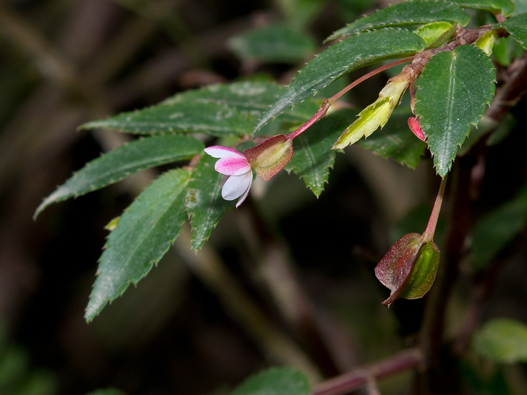 Begonia foliosa
