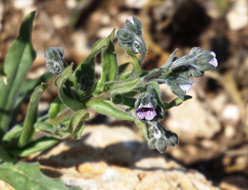 Cynoglossum creticum - Чернокорень критский