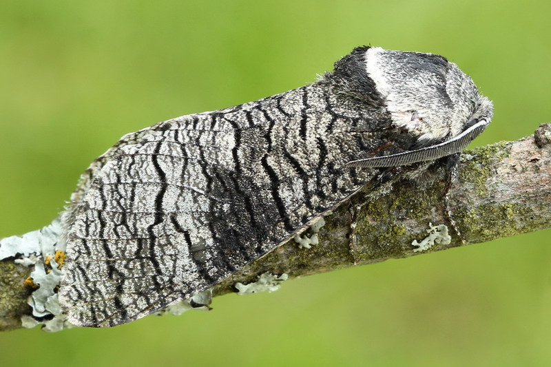 Acossus terebra - Тополевый или осиновый древоточец