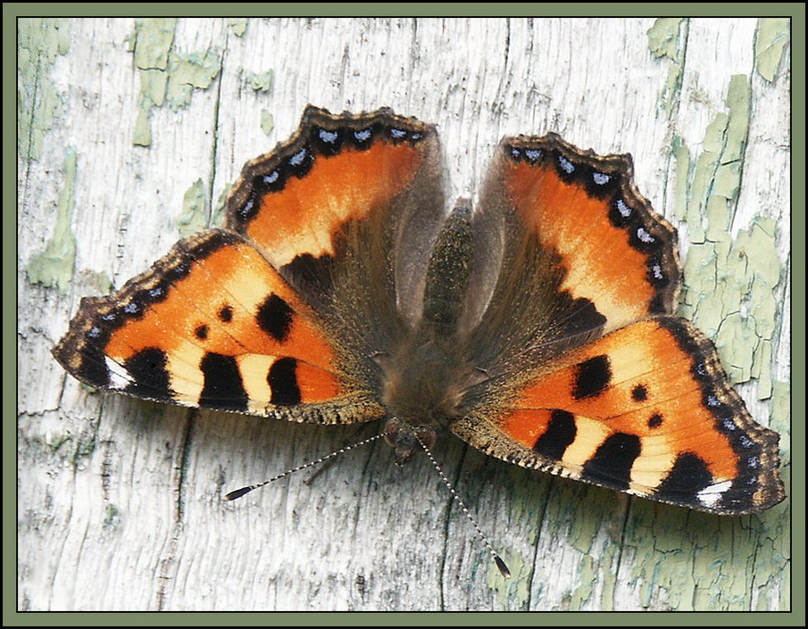 Какую среду обитания освоила бабочка крапивница. Крапивница Aglais urticae. Бабочка крапивница (Aglais urticae). Aglais urticae (Linnaeus, 1758). Бабочки крапивницы (Vanessa urticae).