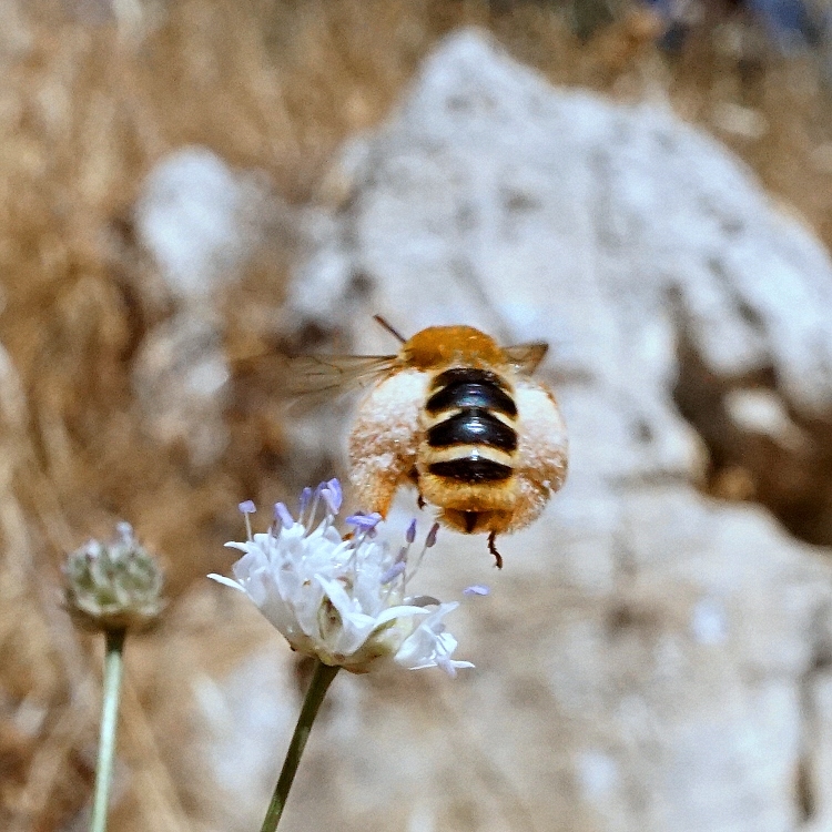 пчела, которая вся в движении