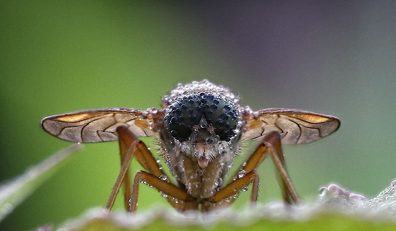 Глаза насекомых имеют. Глаза насекомых. Сколько глаз у насекомых. Необычные насекомые с одним глазом. Ороговевшая у насекомых.