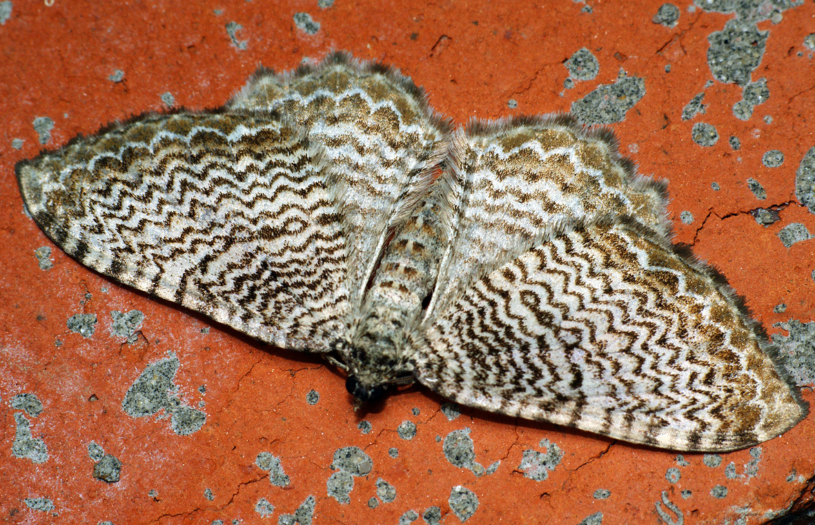 Hydria undulata - Пяденица волнистая