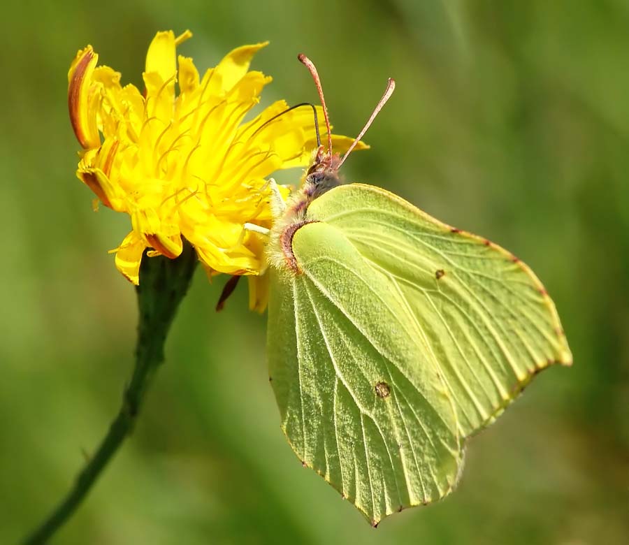 Лимонница желтая бабочка сидит. Gonepteryx rhamni (Linnaeus, 1758). Бабочка лимонница. Лимонница Дидиус. Лимонница самец.
