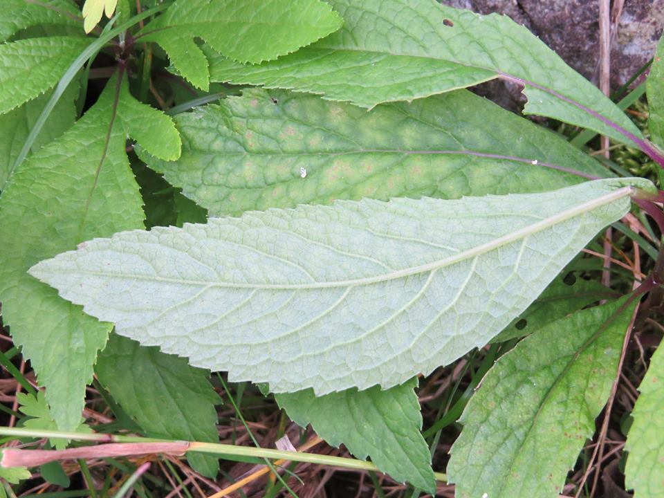 Jacobaea cannabifolia - Крестовник коноплёволистный