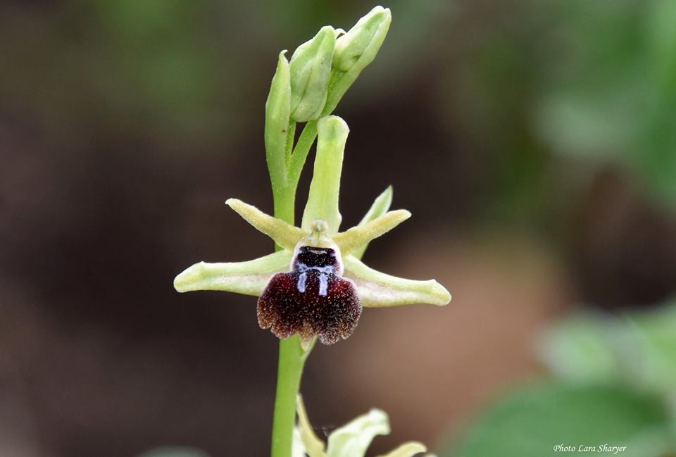 Ophrys sphegodes - Офрис паукообразный